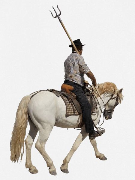 Gardianischer Camargue