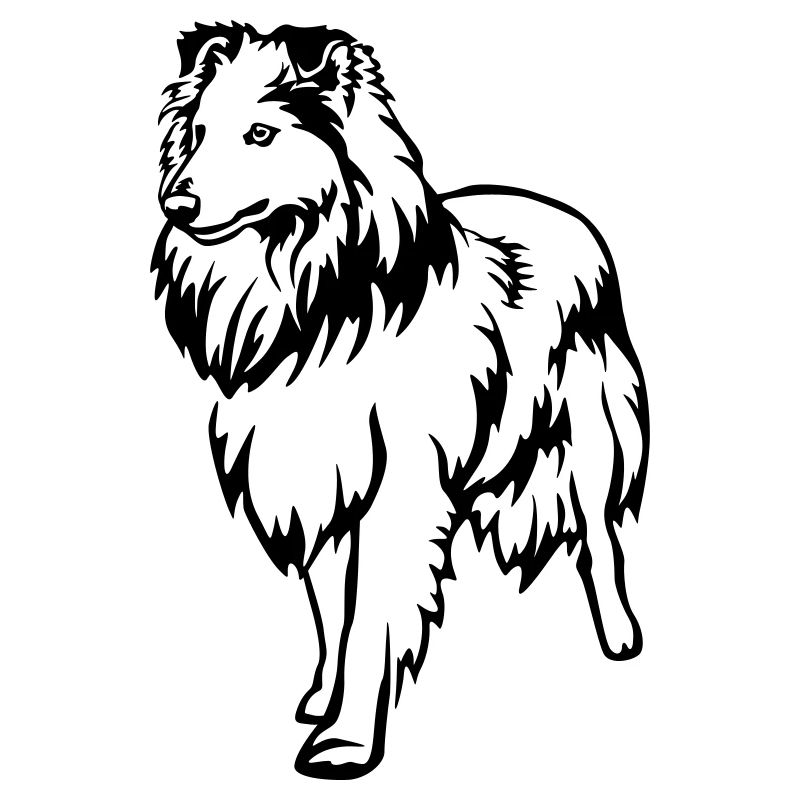 Sheltie