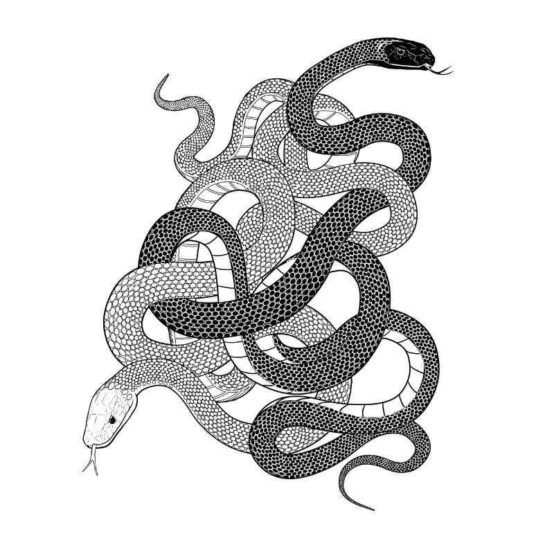 Snakes gift python anaconda snake