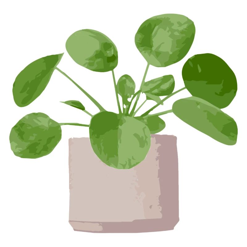 pilea