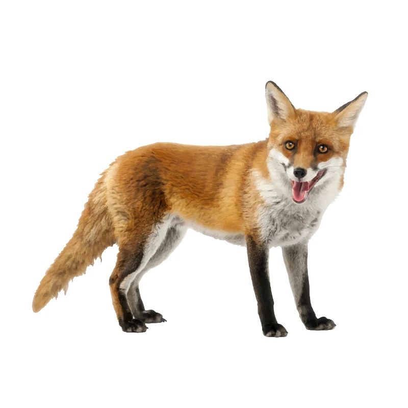 Fuchs