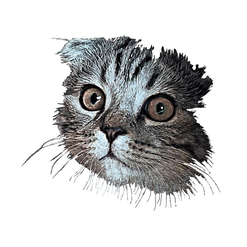 chat