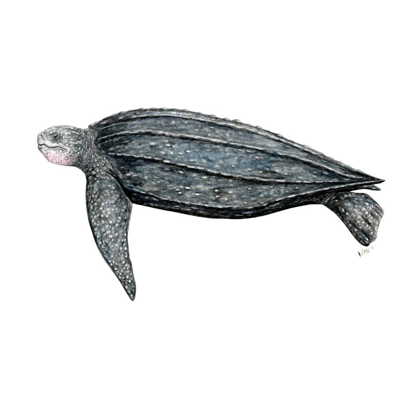 Tortue luth Leatherback turtle leatherback turtle