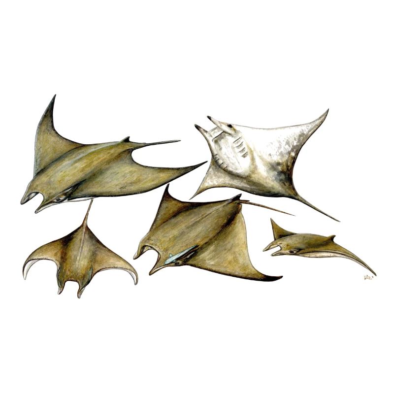 Tarapacana Mobula Stingray - Devil Fish - Raie