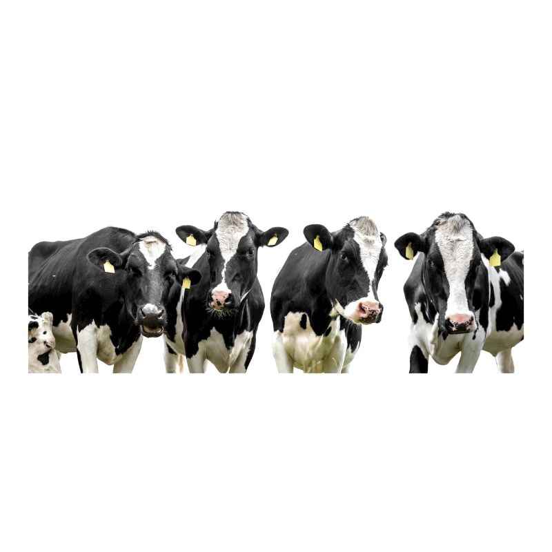 cows