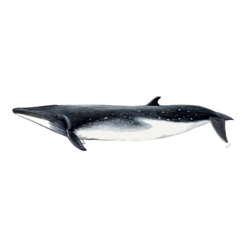 Bryde - Bryde baleine - rorqual tropical