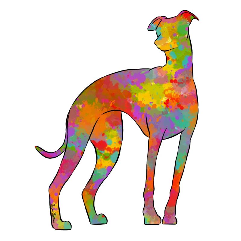 Whippet Multicolore 2