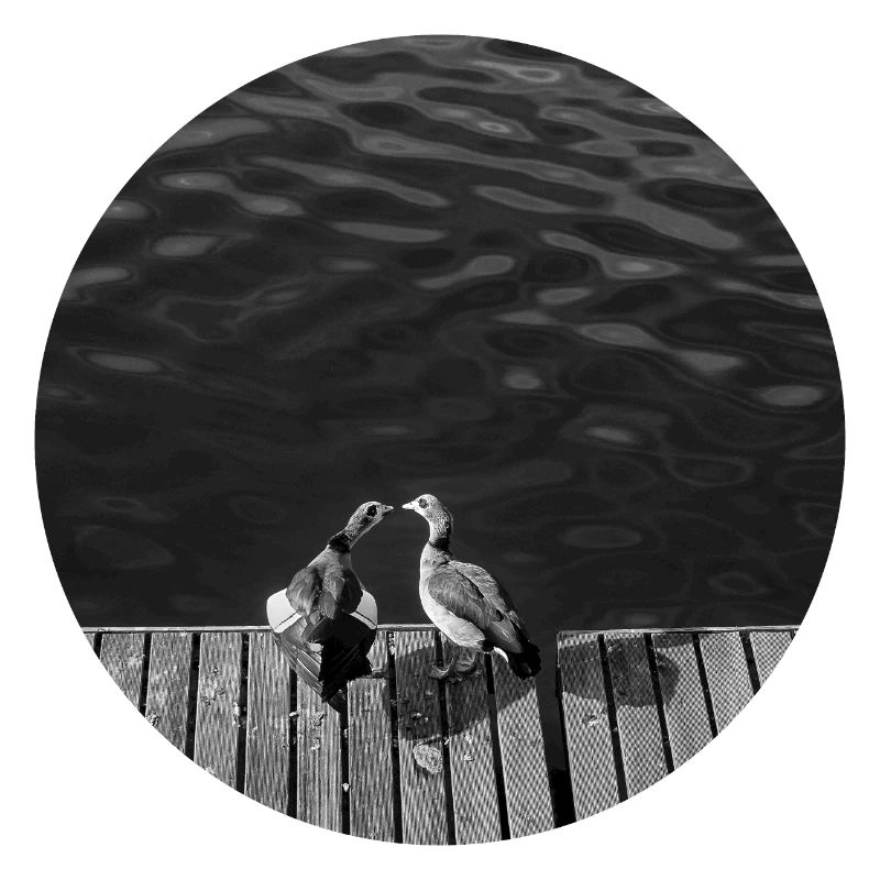 Two birds by the river