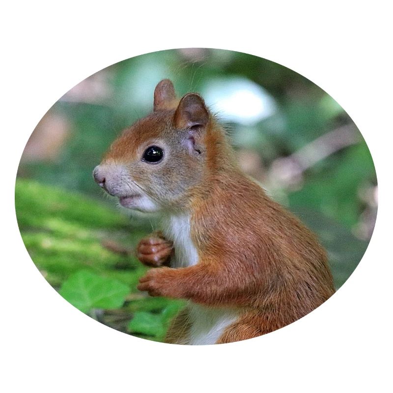 Eichhörnchen, Isibat