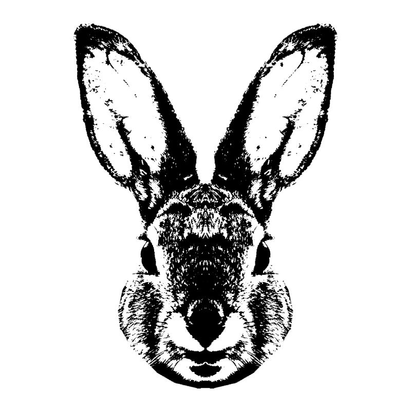 Hare / Rabbit / Rabbit / Bunnie