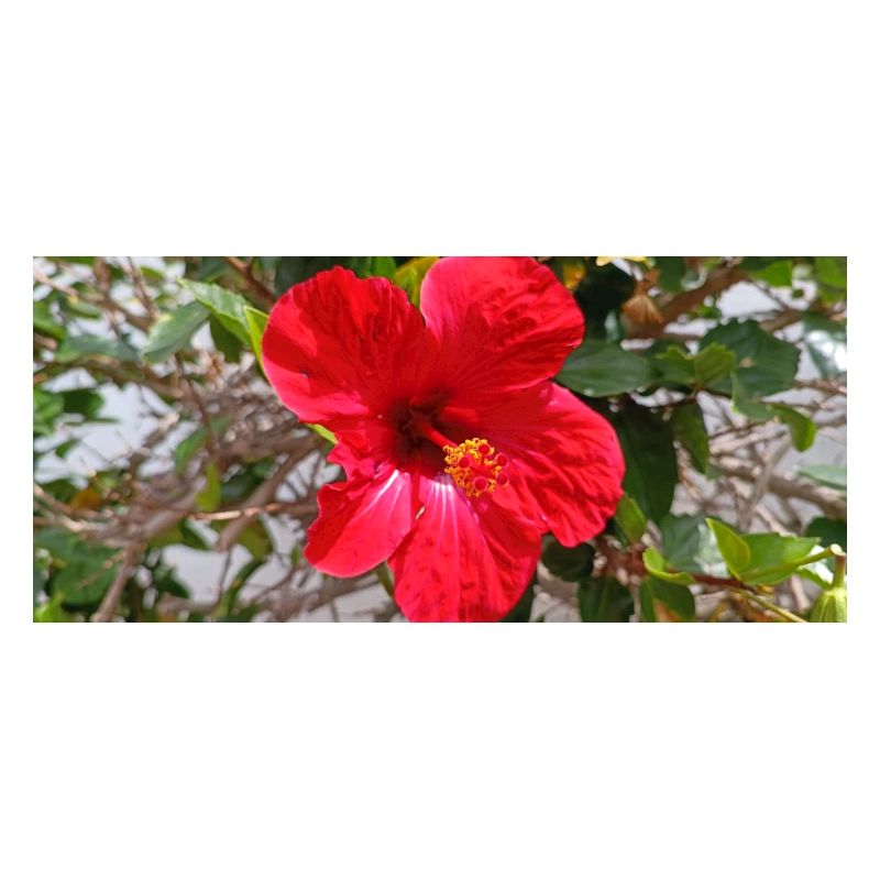 Fleur canarienne