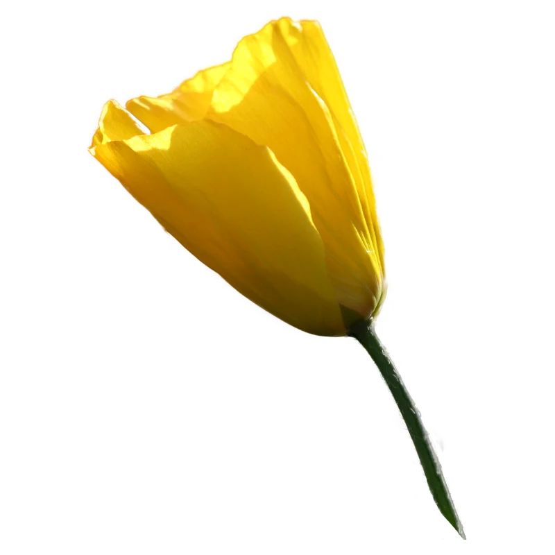 gelber Mohn Klatschmohn Mohnblume