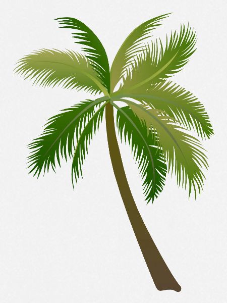 palm tree palm palms