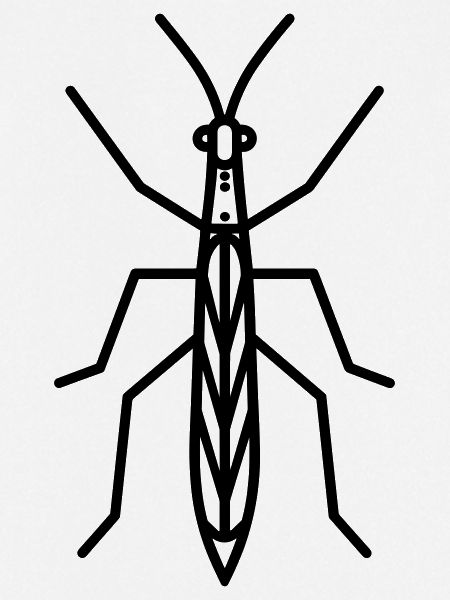 Stick-Insekt