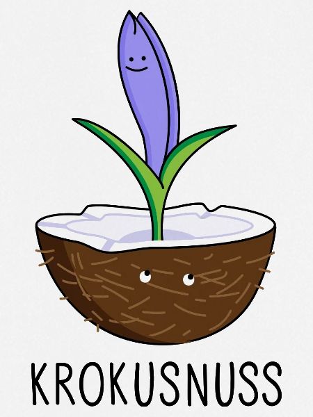Kokosnuss mit Krokus
