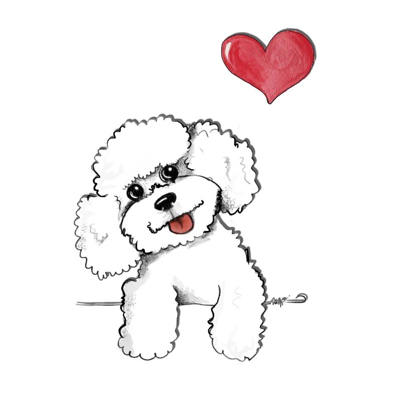 caniche blanc