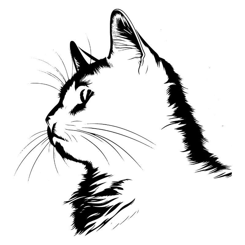 Chat, Motif De Chat