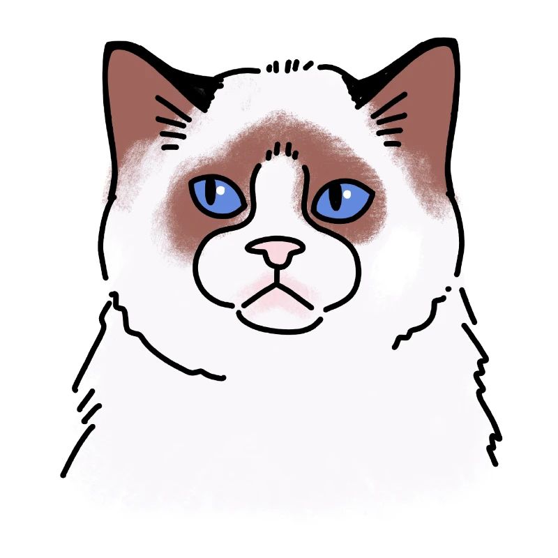 Rag doll Cat face unhappy