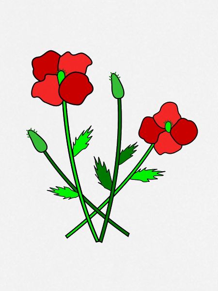 Blühender Mohn