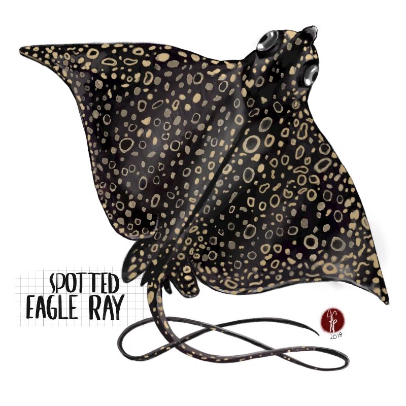 Eagle rays