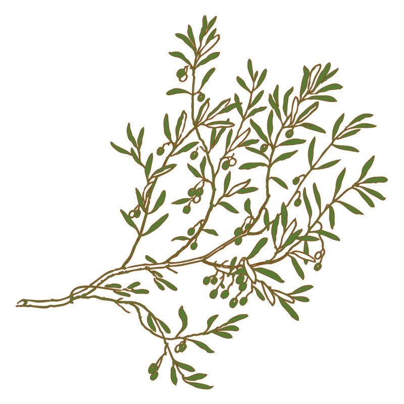 Olive tree