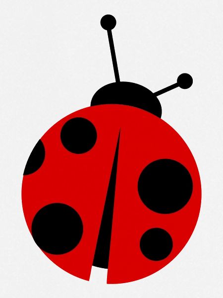 ladybird