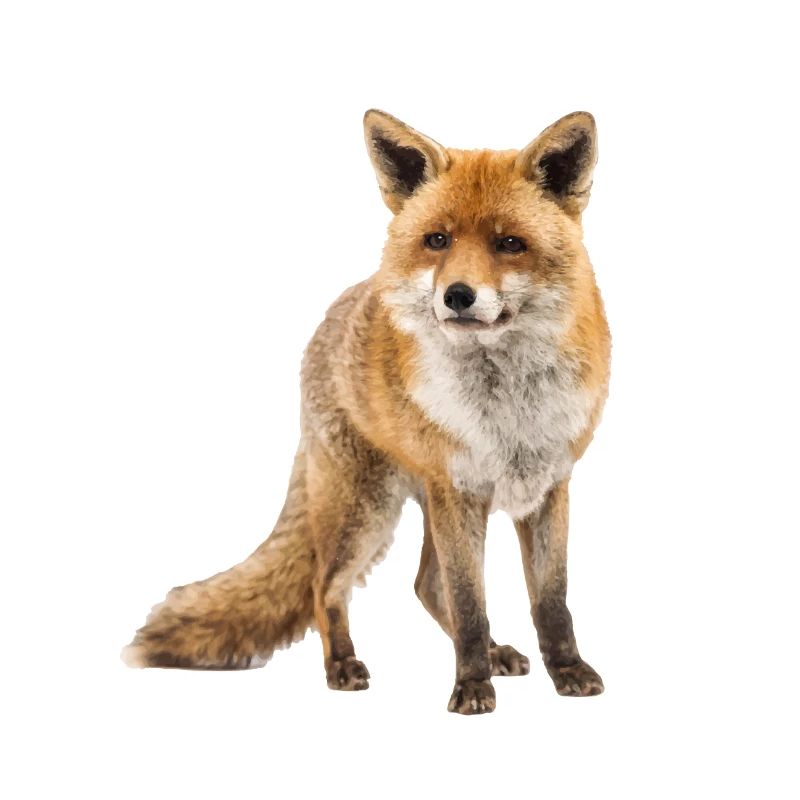 Fuchs