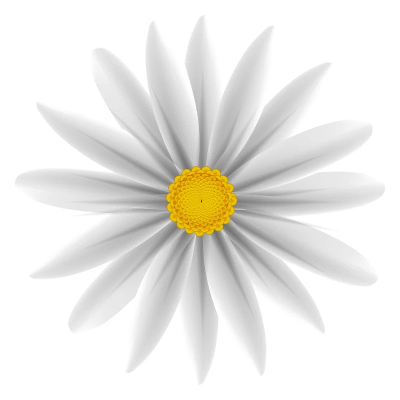 Weiße Daisy Top Down