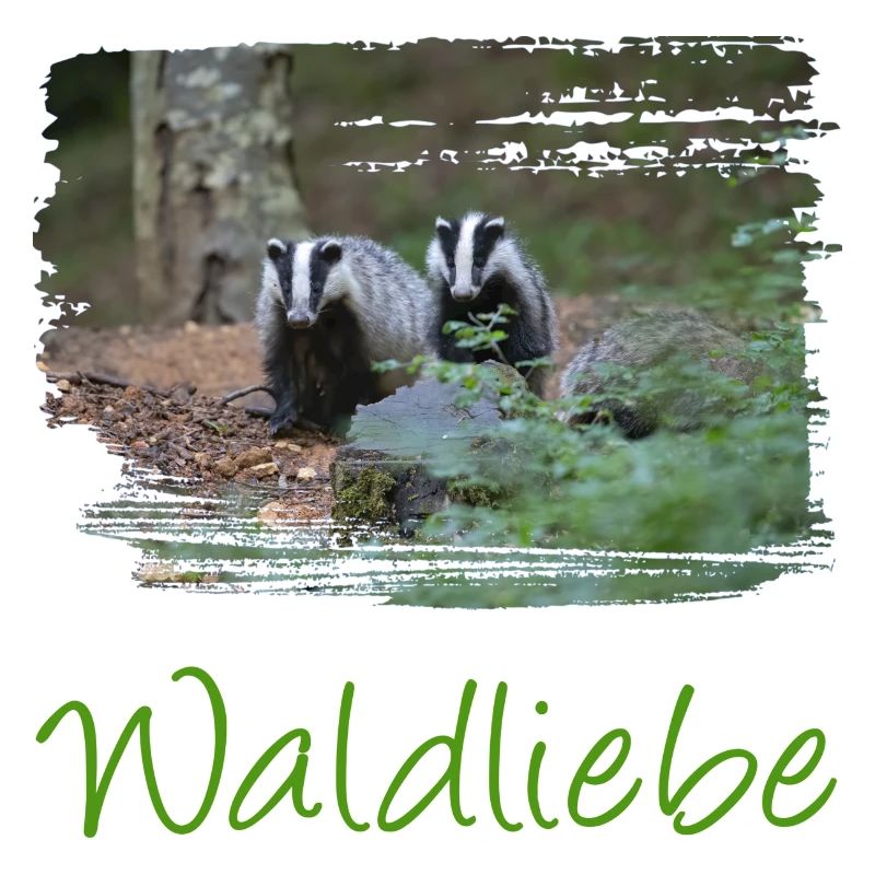 wald 57 mit dachs