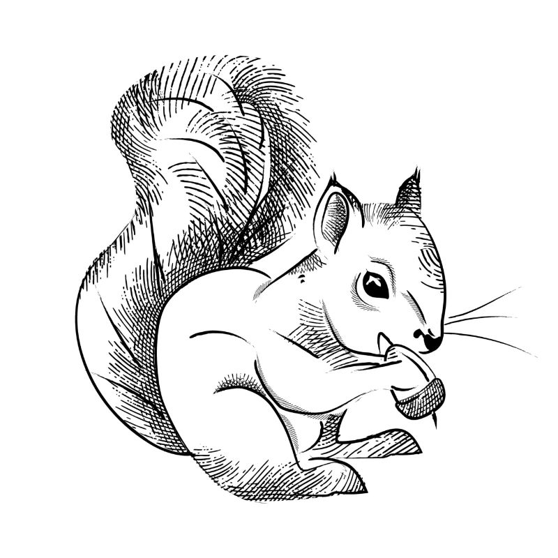 Squirrel sketch