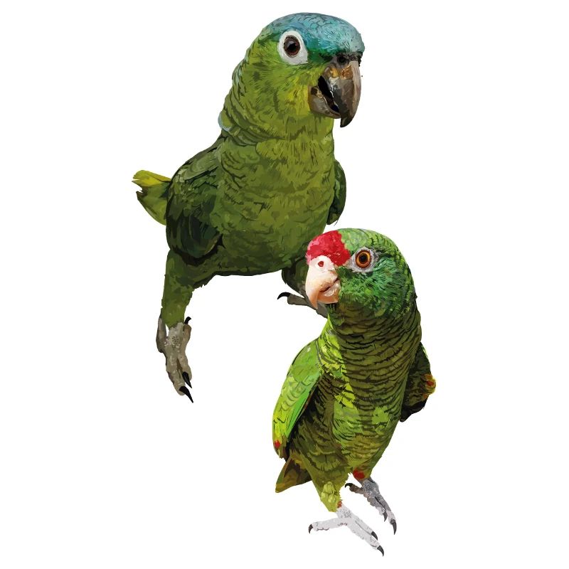 Amazon parrots