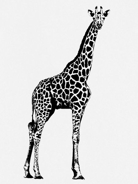 Giraffe Grafik