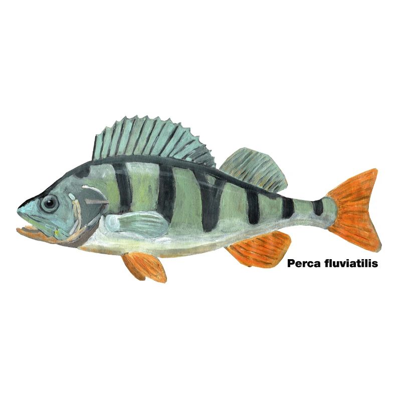 Barsch - Perca fluviatilis