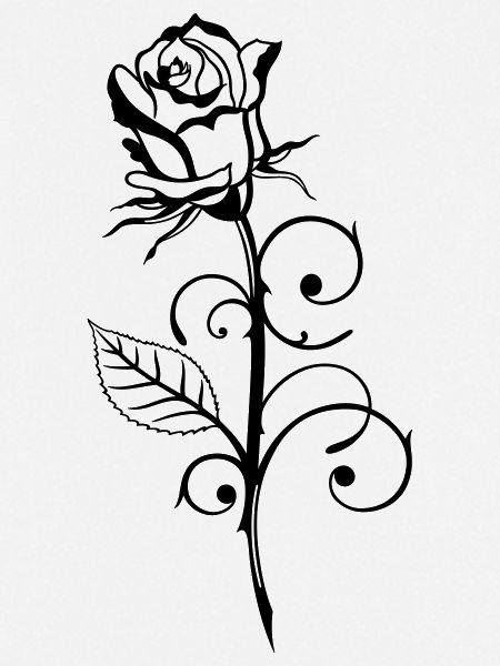 Beautiful rose with leaf