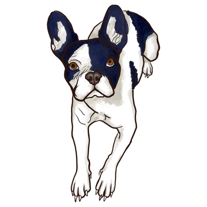 Frenchie - Bouledogue Français