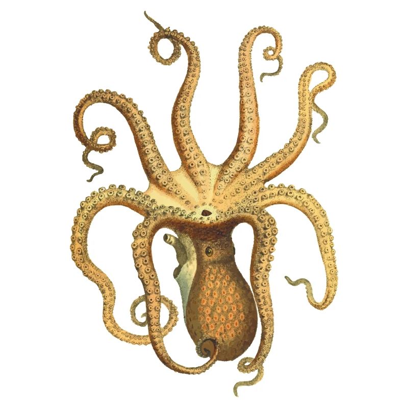 squid giant octopus octopus octopus squid sepia fish