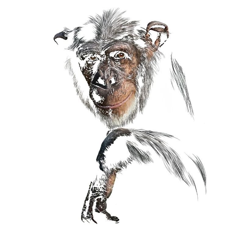 Chimpanzee