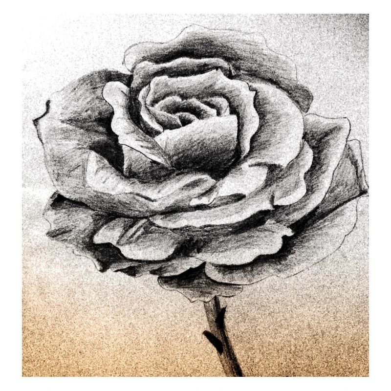 Rose Grau