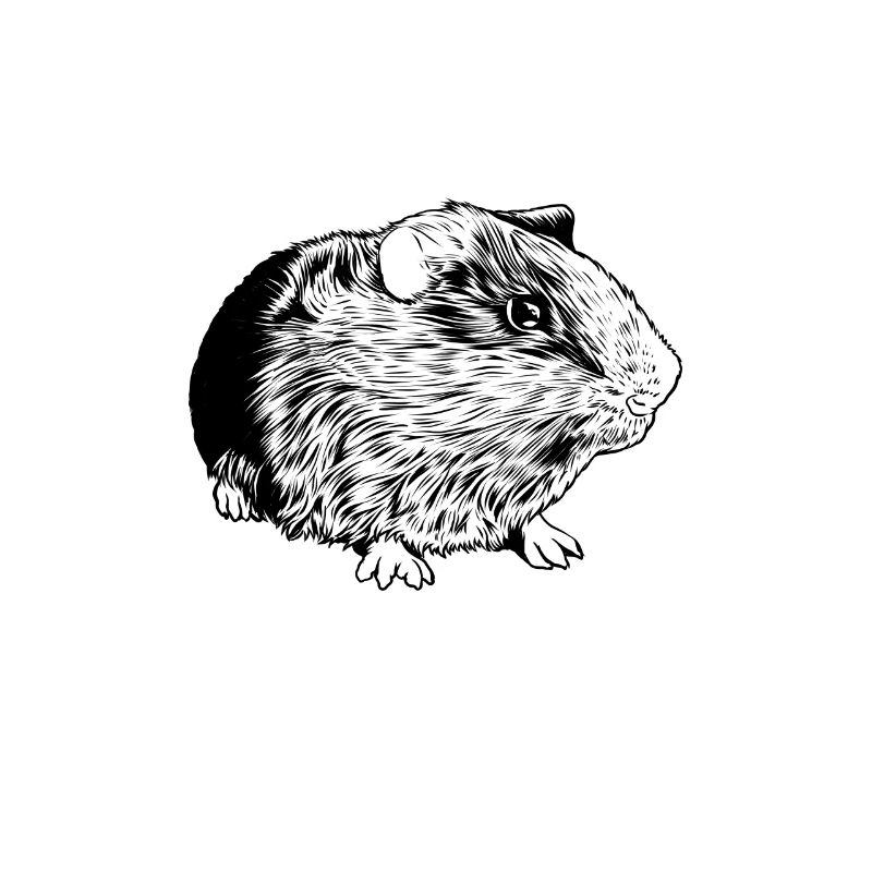 Dessin au trait - Cochon d’Inde