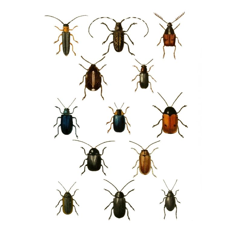 beetles beetles insect insect overview