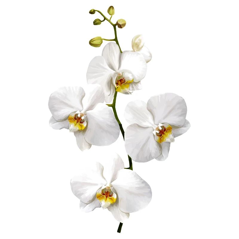 Orchidées