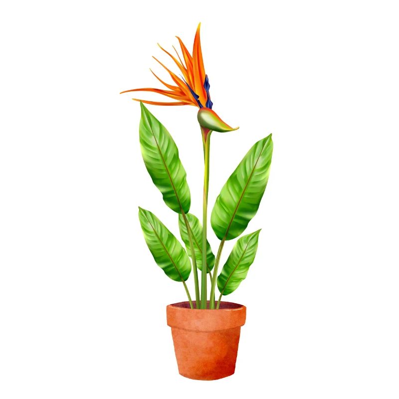 Strelitzia