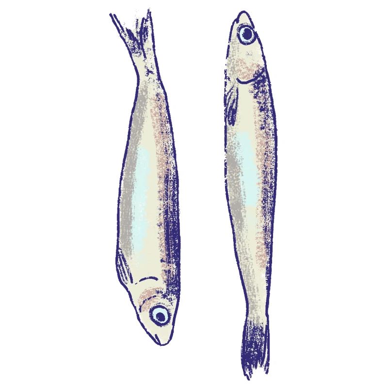 Two sardines