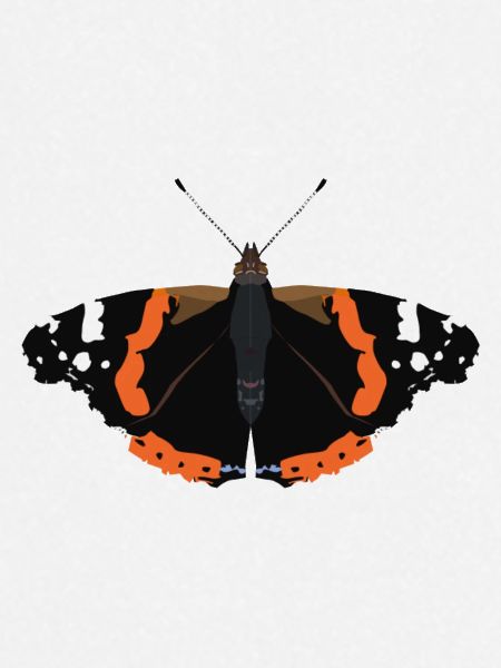 Papillons : L’Amiral