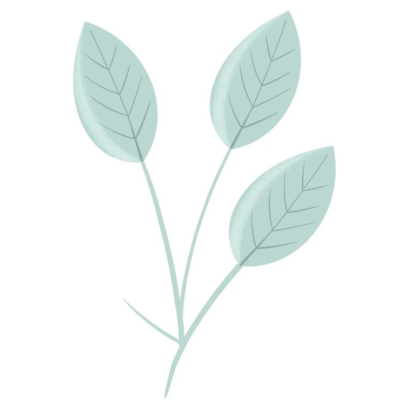Feuilles Feuilles Branche Branche