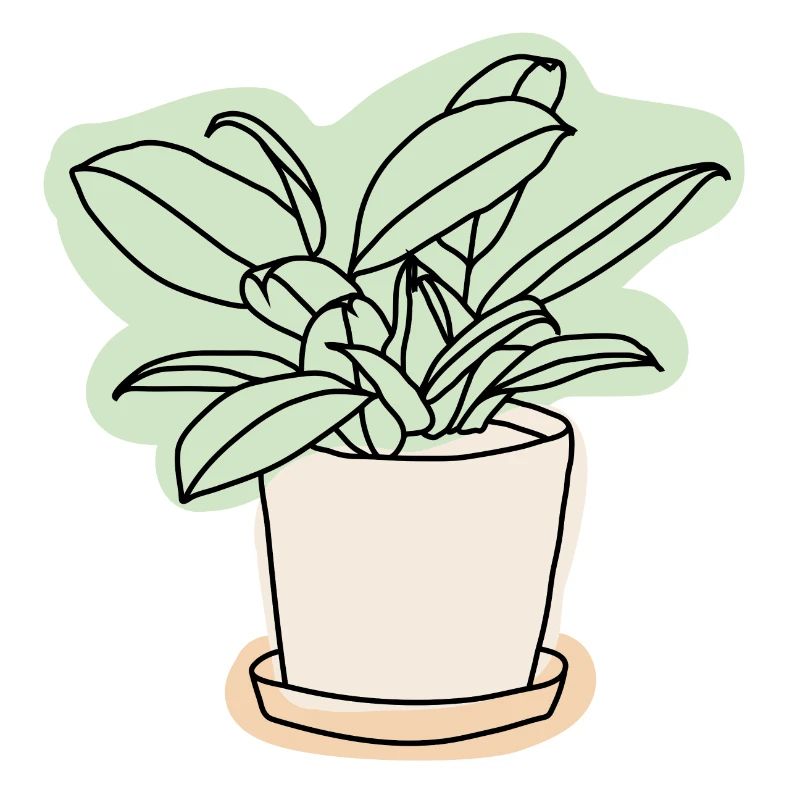 Plante d’intérieur