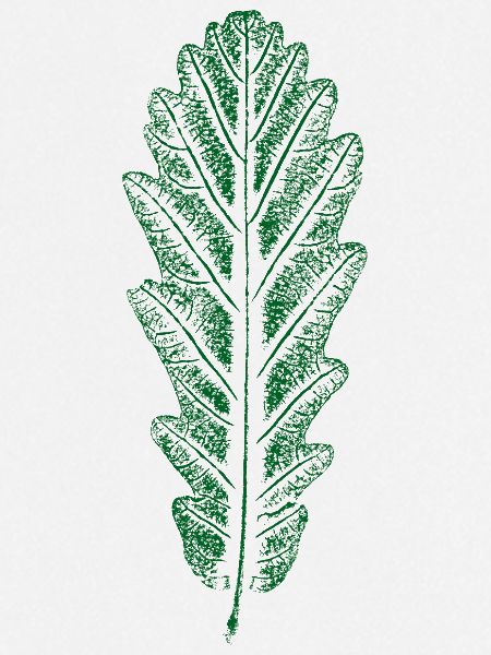 Eiche - Blatt / Eichenblatt - DRUCK