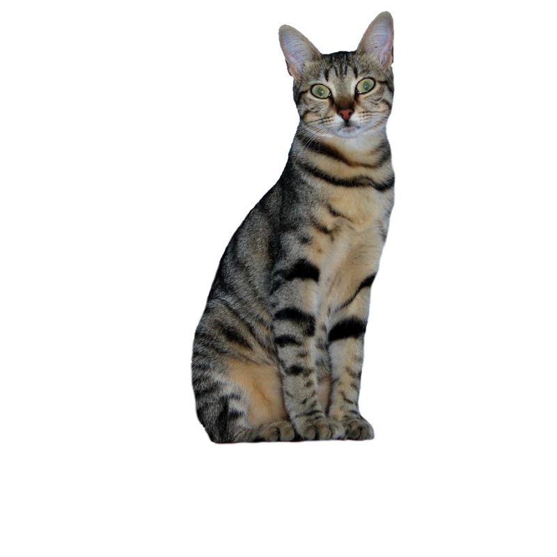 Cat Kitten Tabby Tiger Cat