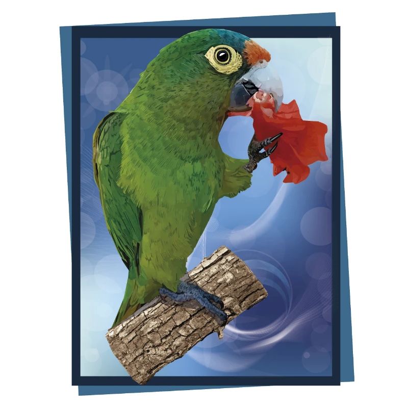 Orange-fronted parakeet