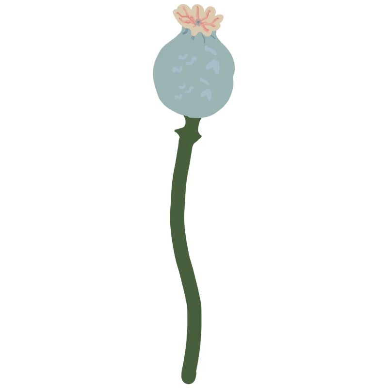 Mohn Kapsel